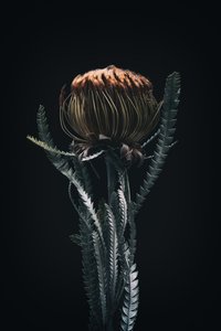 Einzelne Protea, 2021
