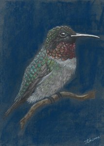 Lebhafter Kolibri auf Ast