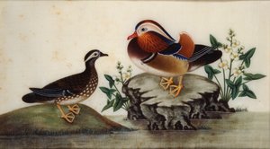 Gemälde - Zwei Enten und blühende Wasserpflanzen an einem Teich, spätes 19. Jahrhundert von Sunqua