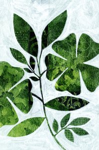 Botanische Blattstudie