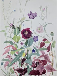 Gartenblumen, Juni, 2025