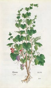 Weinrebe (Vitis Vinifera) botanische Tafel aus De Historia Stirpium von Leonard Fuchs (1501-66) 1543
