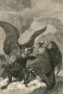 Bartgeier und ihre Beute von Swiss School