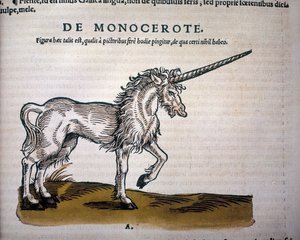 Einhorn, Illustration aus 