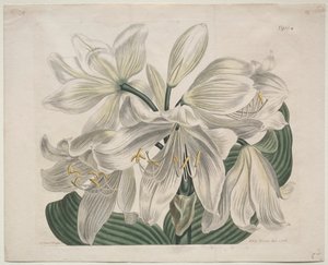 The Botanical Magazine or Flower Garden Displayed: Weiße Kap-Küsten-Lilie