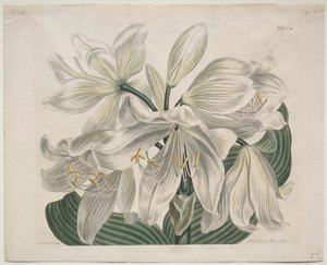 The Botanical Magazine or Flower Garden Displayed: Weiße Kap-Küsten-Lilie, 1806