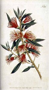 Harte Blätter Metrosideros (Metrosideros citrina), aus William Curtis