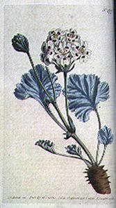 Dickstieliger Kranichschnabel (Pelargonium crassicaule), Tafel 477 aus William Curtis