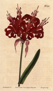 Amaryllis in Mohnfarbe, mit dunkelroten Blüten, die aus einem einzigen Stängel blühen. Ursprünglich aus dem Kap der Guten Hoffnung (Südafrika). Mohnfarbene Amaryllis, mit tiefroten Blüten, die aus einem einzigen Stängel blühen. Einheimisch am Kap der Guten