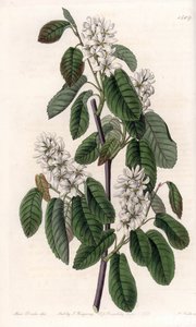 Amelanchier mit Erlenblättern oder blühende Aronie - Tafel graviert von S. Watts, nach einer Illustration von Sarah Anne Drake (1803-1857), aus dem Botanical Register von Sydenham Edwards (1768-1819), England von Sydenham Teast Edwards
