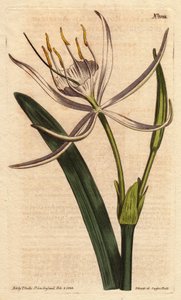 Amerikanisches Pancratium mit duftenden weißen Blüten, Pancratium rotatum von Sydenham Teast Edwards
