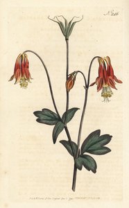 Kanadische Akelei, Aquilegia canadensis von Sydenham Teast Edwards