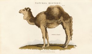 Arabisches Kamel