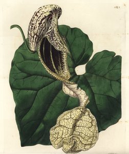 Aristoloche Varietät von Sydenham Teast Edwards
