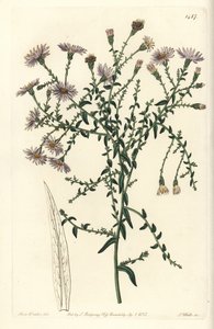 New Yorker Aster, Symphyotrichum dumosum von Sydenham Teast Edwards