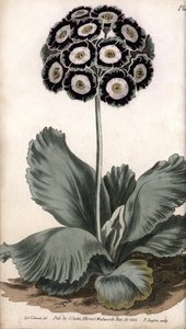 Aurikel oder Bärenohr (Kupferstich) von Sydenham Teast Edwards