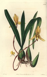 Australische epiphytische Orchidee (Stich von S. Watts, Illustration von John Lindley) von Sydenham Teast Edwards