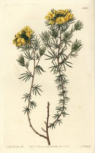 Australisches Gompholobium (Stich von S. Watts, Illustration von Sarah Drake) von Sydenham Teast Edwards