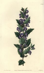 Australischer Hovea-Strauch von Sydenham Teast Edwards