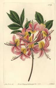 Gelbe Azalee, Rhododendron luteum