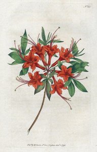 Azalee mit kahlen Blüten von Sydenham Teast Edwards