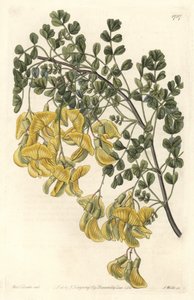 Baguenaudier aus Nepal von Sydenham Teast Edwards