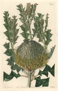 Banksia speciosa, ursprünglich aus Australien - Gravur von S. Watts nach einer Illustration von Sarah Anne Drake (1803-1857), aus dem Botanical Register von Sydenham Teast Edwards