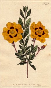 Schöner Zistrose mit leuchtend gelben Blüten, verziert mit Karmesinrot, Cistus formosus von Sydenham Teast Edwards