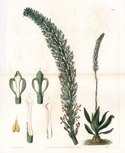 Schönes Sauroglossum von Sydenham Teast Edwards