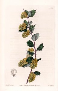 Berberis, aus dem Botanischen Register von Sydenham Edwards von Sydenham Teast Edwards