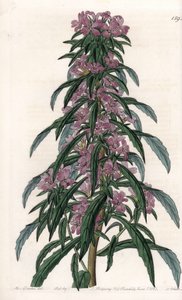 Boisduvalia von Sydenham Teast Edwards