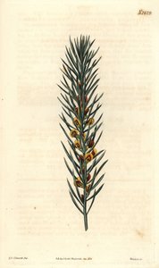 Zweig mit Nadeln eines Strauchs Daviesia Aicularis, heimisch in Australien. Illustration von Sydenham Edwards, Gravur von Weddell. Radierung in The Curtis Botanical Magazine, von Samuel Curtis