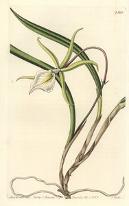 Brassavola perrinii von Sydenham Teast Edwards