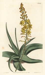 Bulbine-Varietät (Stich von F. Sansom Jr., Illustration von Sydenham Edwards) von Sydenham Teast Edwards