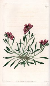 Calandrinia Varietät, heimisch in Amerika von Sydenham Teast Edwards