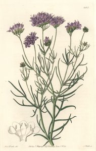 Kalifornische Gilia