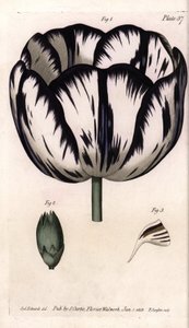 Kelch der Tulpe und Nelken-Giroflee oder Nelkenfloristen. Farbiger Kupferstich, Illustration von Sydenham Edwards (1768-1819) für Konferenzen der Botanik, Botanischer Garten von Lambeth (England) von Sydenham Teast Edwards