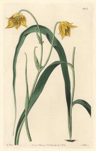 Calochorte mit blassgelben Blüten von Sydenham Teast Edwards