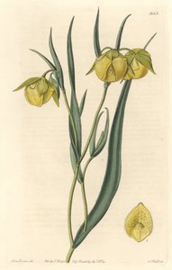 Calochorte (Mariposa) oder Cyclobothre mit gelben Blüten, heimisch in Kalifornien von Sydenham Teast Edwards