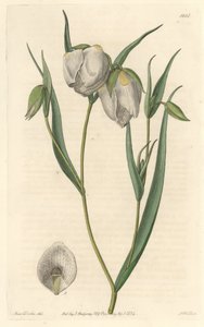 Calochorte (Mariposa) oder Cyclobothre mit weißen Blüten, heimisch in Kalifornien von Sydenham Teast Edwards