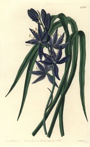 Camassia quamash
