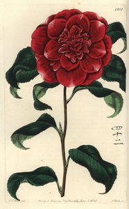 Kamelie aus Japan (Stich von S. Watts, Illustration von J.T. Hart) von Sydenham Teast Edwards