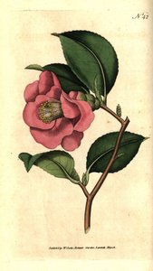 Kamelie aus Japan von Sydenham Teast Edwards