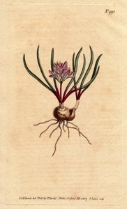 Kap-Hyazinthe, Polyzena corymbosa von Sydenham Teast Edwards