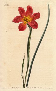 Kap-Tulpe, Moraea mit strohfarbenen und lachsrosa Blüten. Homeria collina (Moraea collina). Handkolorierter Kupferstich nach einer botanischen Illustration von Sydenham Edwards aus William Curtis