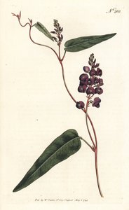 Caulinia bimaculata (Purpur-Glycine, Glycine bimaculata). Handkolorierter Kupferstich von Sansom nach einer Illustration von Sydenham Edwards aus William Curtis