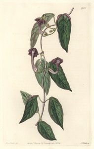 Ceropegia elegant, heimisch in Indien - Starkes Wasser von S. Watts nach einer Illustration von Sarah Anne Drake (1803-1857), aus dem Botanical Register