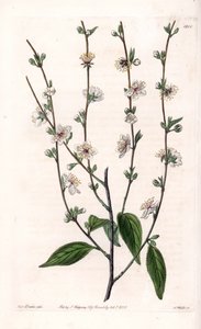 Kirschbaum - Gravierte Tafel von S. Watts, nach einer Illustration von Sarah Anne Drake (1803-1857), aus dem Botanical Register von Sydenham Edwards (1768-1819), England von Sydenham Teast Edwards