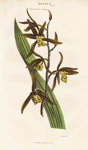 Chinesische Orchidee (Epidendrum sinense) von Sydenham Teast Edwards