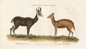 Chinesische und Guinea-Antilope